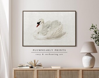 Elegant Swan Watercolor Framed Canvas, Mute Swan by Aert Schouman Art