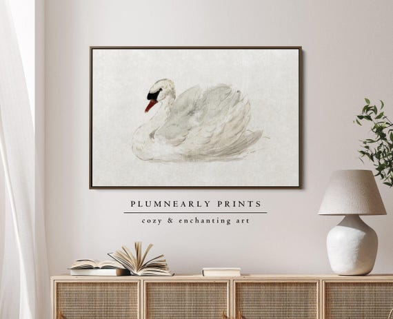 Elegant Swan Watercolor Framed Canvas, Mute Swan by Aert Schouman Art