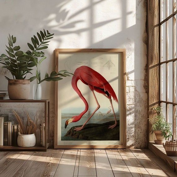 American Flamingo Audubon Illustration Art Print Poster, Vintage Pink Bird Wall Art, Classic Science Artwork, Nature Lover Home Decor Gift