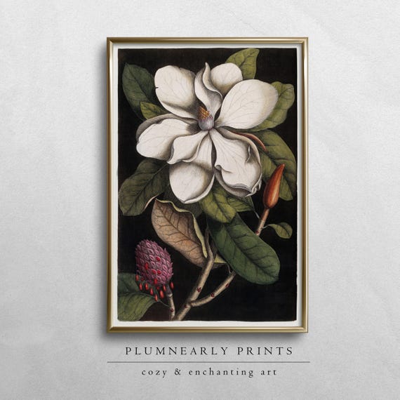 Magnolia Flower Botanical Illustration Digital Art Print, Mark Catesby, Sage Green Nature Home Decor, White Neutral Luxury Wall Decor