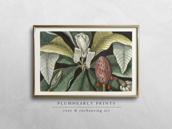 Magnolia Tree Botanical Illustration Digital Art Print, Mark Catesby, Tropical Flower, Neutral White Olive Sage Moss Green Nature Wall Decor