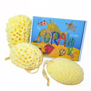 May include: Three natural sea sponges in varying shapes and sizes, with a box featuring an underwater scene with the text "The CORAL scrubs". The sponges are a light yellow colour and have a porous texture.