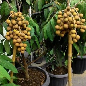 Geënte Dimocarpus longan Itoh-fruitboom Gratis fyto Snelle verzending Snel vruchten afwerpen