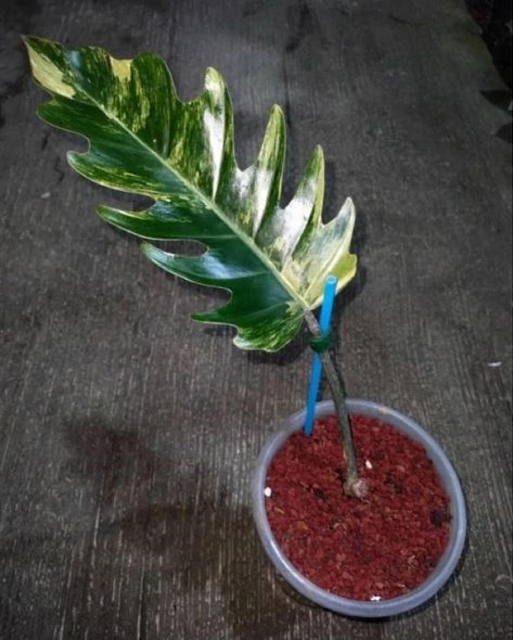 Caramel marble philodendron - Etsy 日本