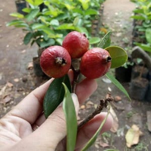 Grafted Psidium guajava Strawberry Fruit Tree Free Phyto Fast Shipping Quickly Bear Fruit