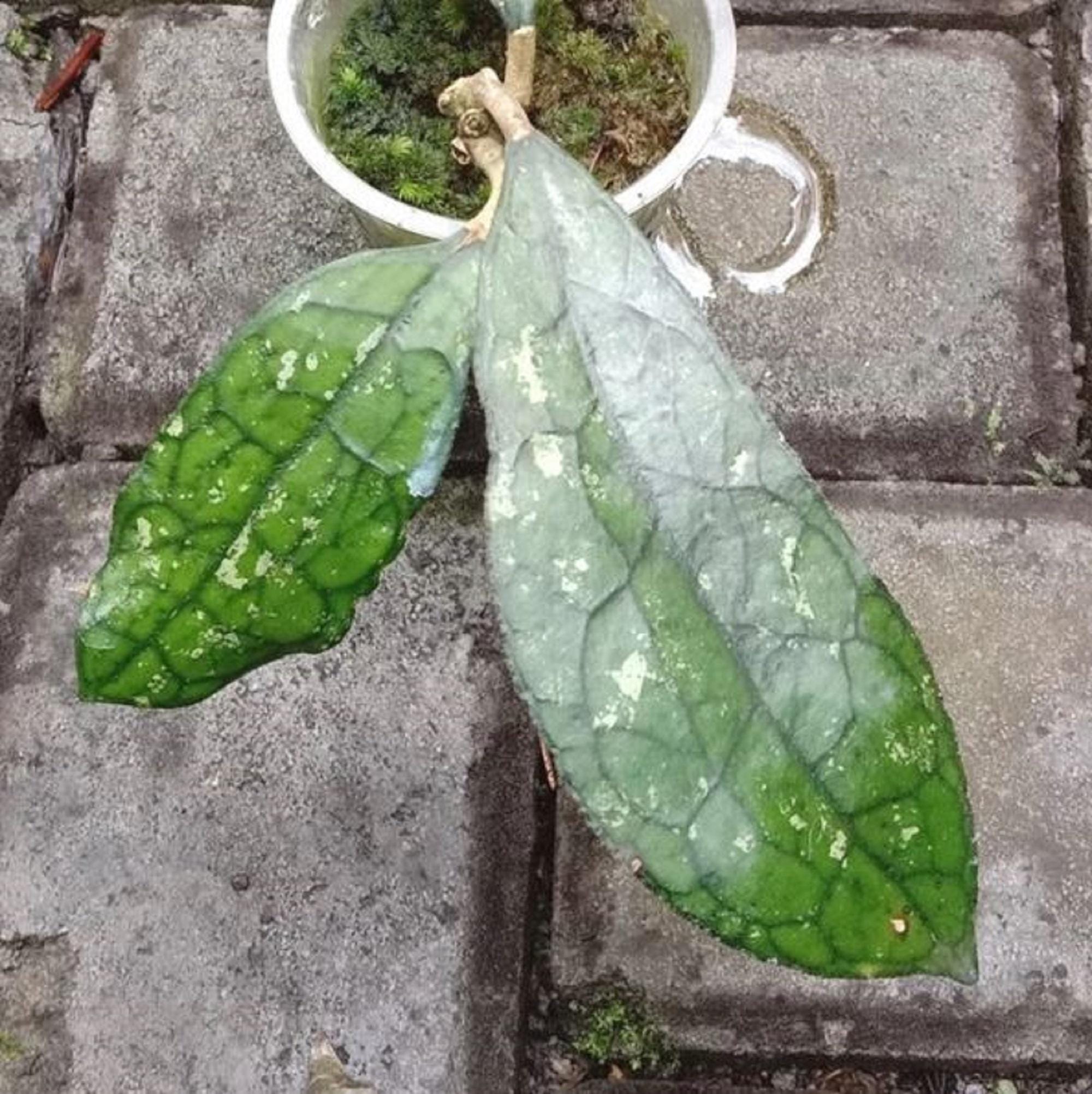 47＊ホヤ ＊Hoya ＊clemensiorum splash クレメン Hoya Clemensiorum 'Black Splash' (327W07) – Next World Exotics