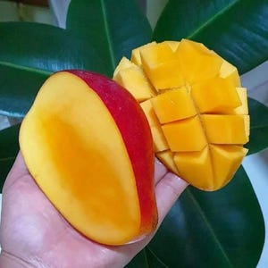 Grafted Sweet Mango Miyazaki Fruit Tree Free Phyto Fast Shipping