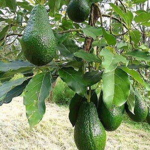Geënte avocado-hass (Persea americana) Fruitboom Gratis fyto Snelle verzending Snel vrucht dragen