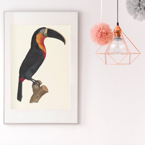 impression numérique toucan peinture animalière