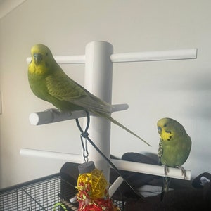 May include: Two green and yellow budgies perched on a white play stand. The budgies are facing different directions. The stand has multiple levels and a colourful toy hanging from it.