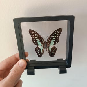 Farfalla Vera in Teca Floating Frame 3D – Esemplare Reale, Decorazione Naturalistica, Collezione Entomologica, Tassidermia Insetti, Biologia