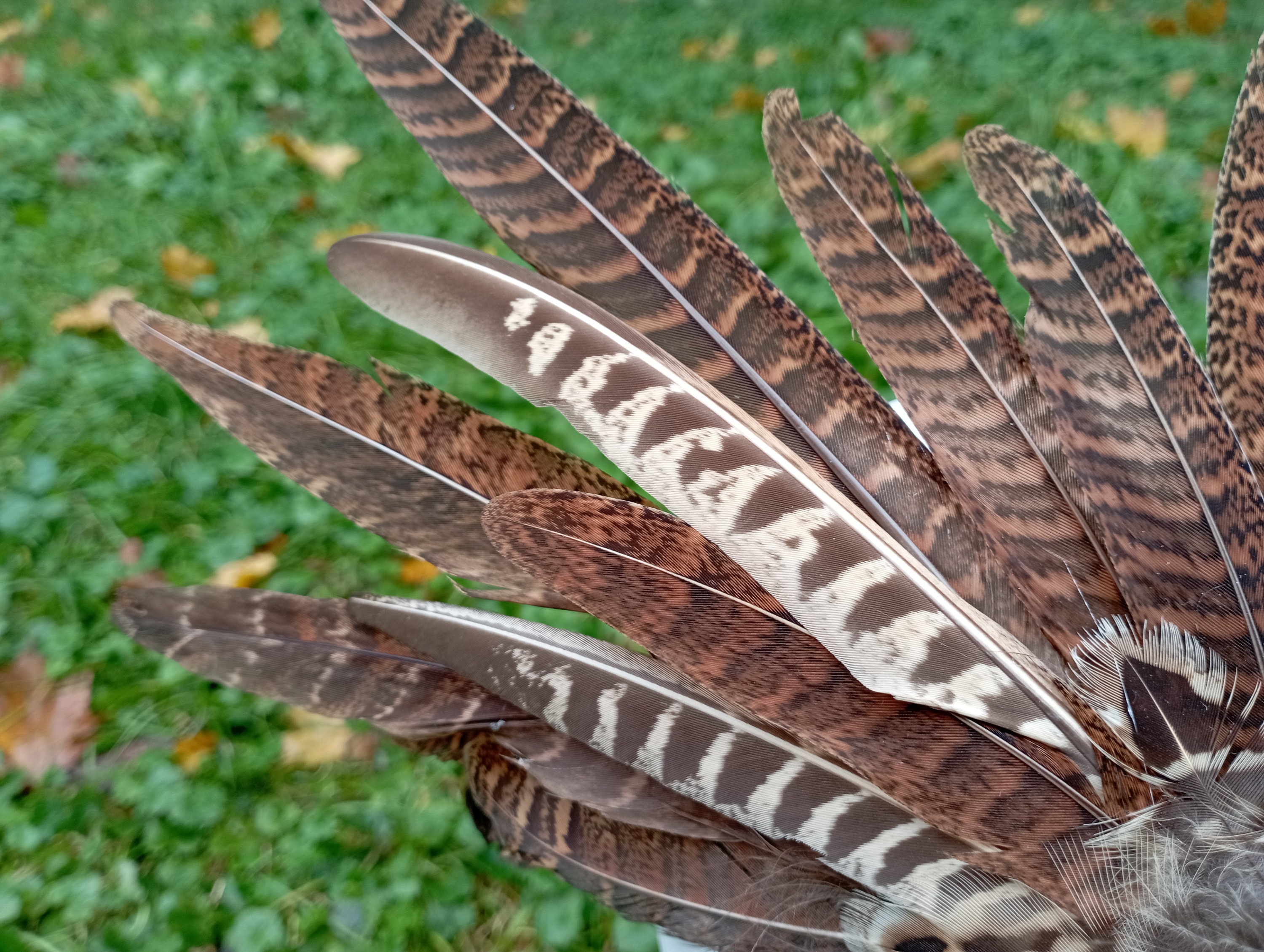 pheasant feather headpiece