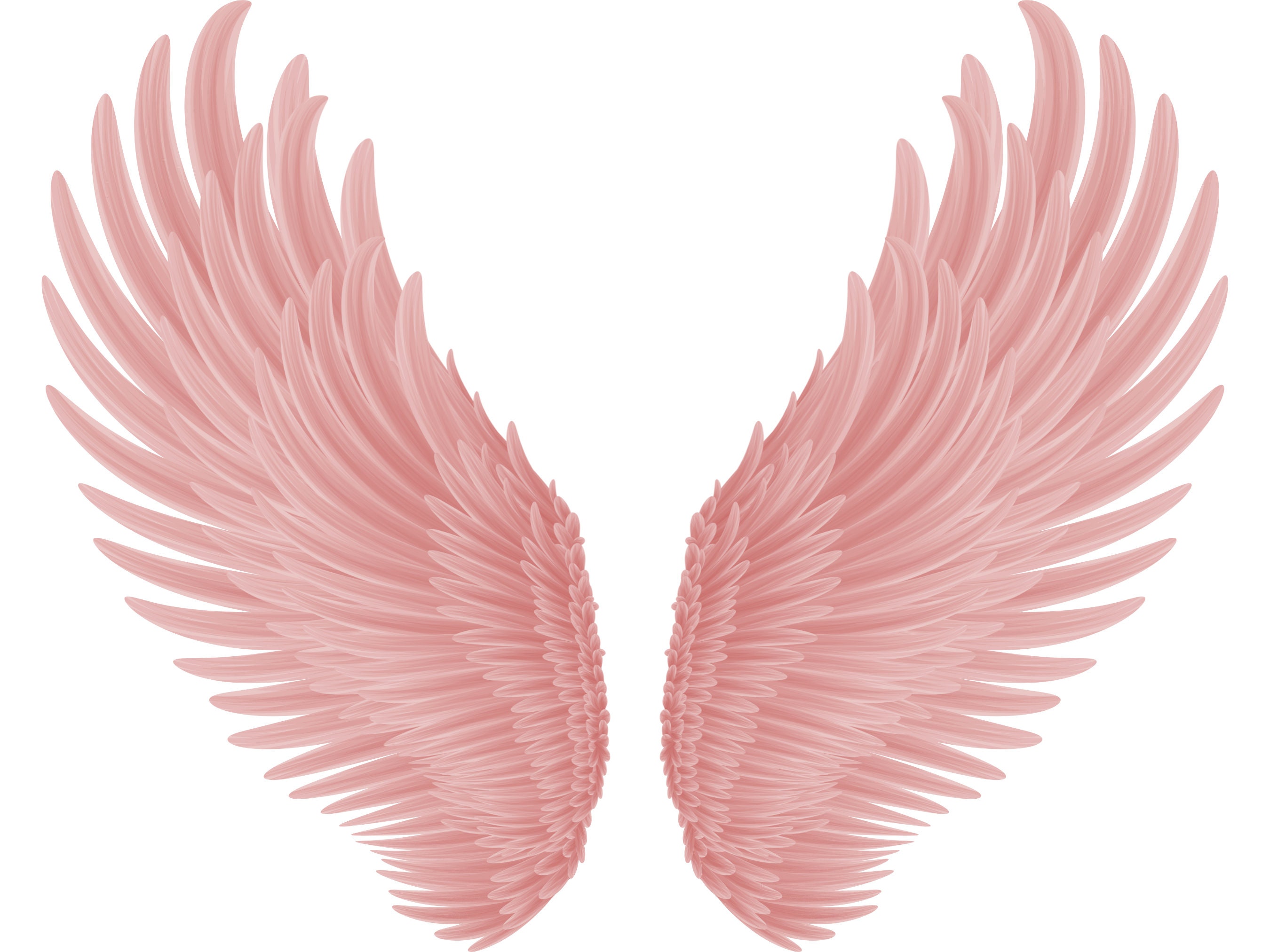 Caladium 'Rosebud' (Angel Wings)