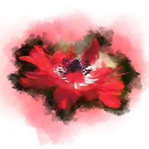 Couleur de l’eau Poppy PNG Floral Transparent Sublimation Fichiers numériques