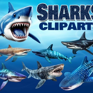 Shark Clipart Pack - 30 300 dpi PNG Images- Sharks Clipart ,Shark Species, Ocean Animals, Sea Life