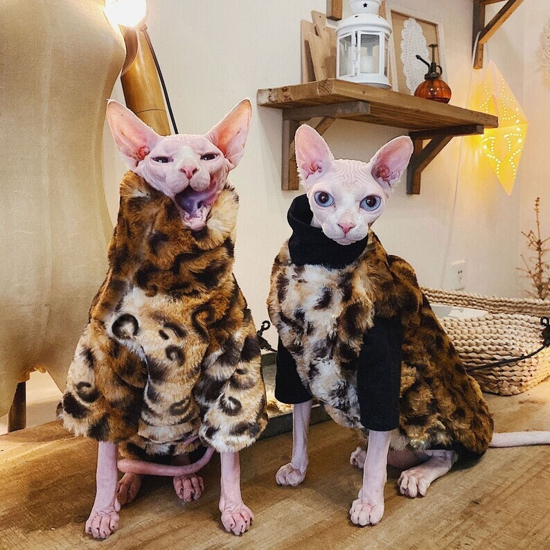 Gucci Cat Clothes | Luxury Gucci Coat for Sphynx Hairless Cat ?