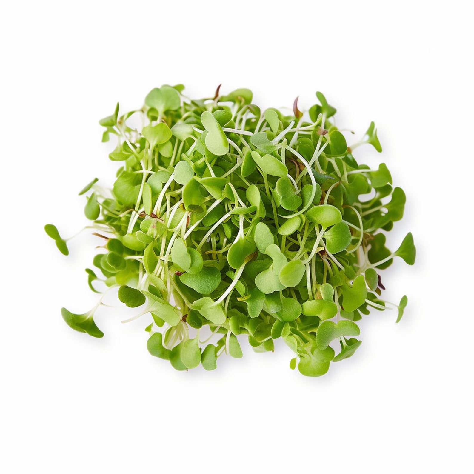 10+ Wasabi Microgreen Seeds Organic Wasabi Mustard Seeds - Microgreens - Sprouts - Hydroponics