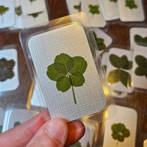 Echte klavertje vijf - 5 blad - Geluksbrenger - Uitgekozen - Natuurlijk - Leuk cadeau - Gelukskaart - Reiki doordrenkt - Handgemaakt - Geluk