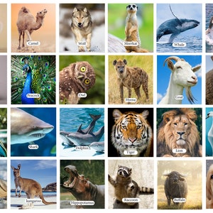 Gioco di memoria educativo sugli animali - 70 carte - inglese/tedesco/spagnolo/olandese/francese - gioco di memoria animali con nomi corrispondenti