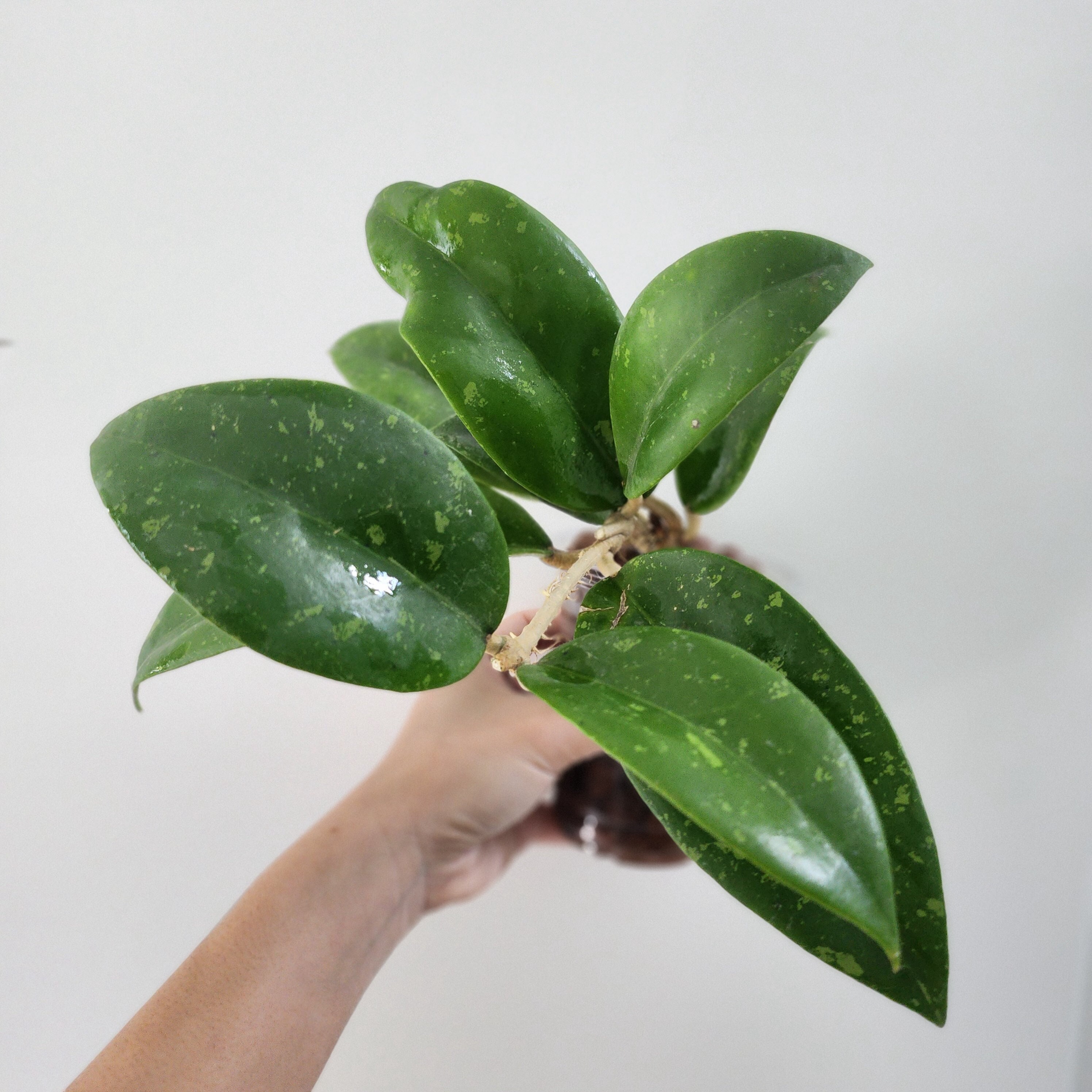 Hoya Sp. Da Nang SR 2013-009 - Etsy