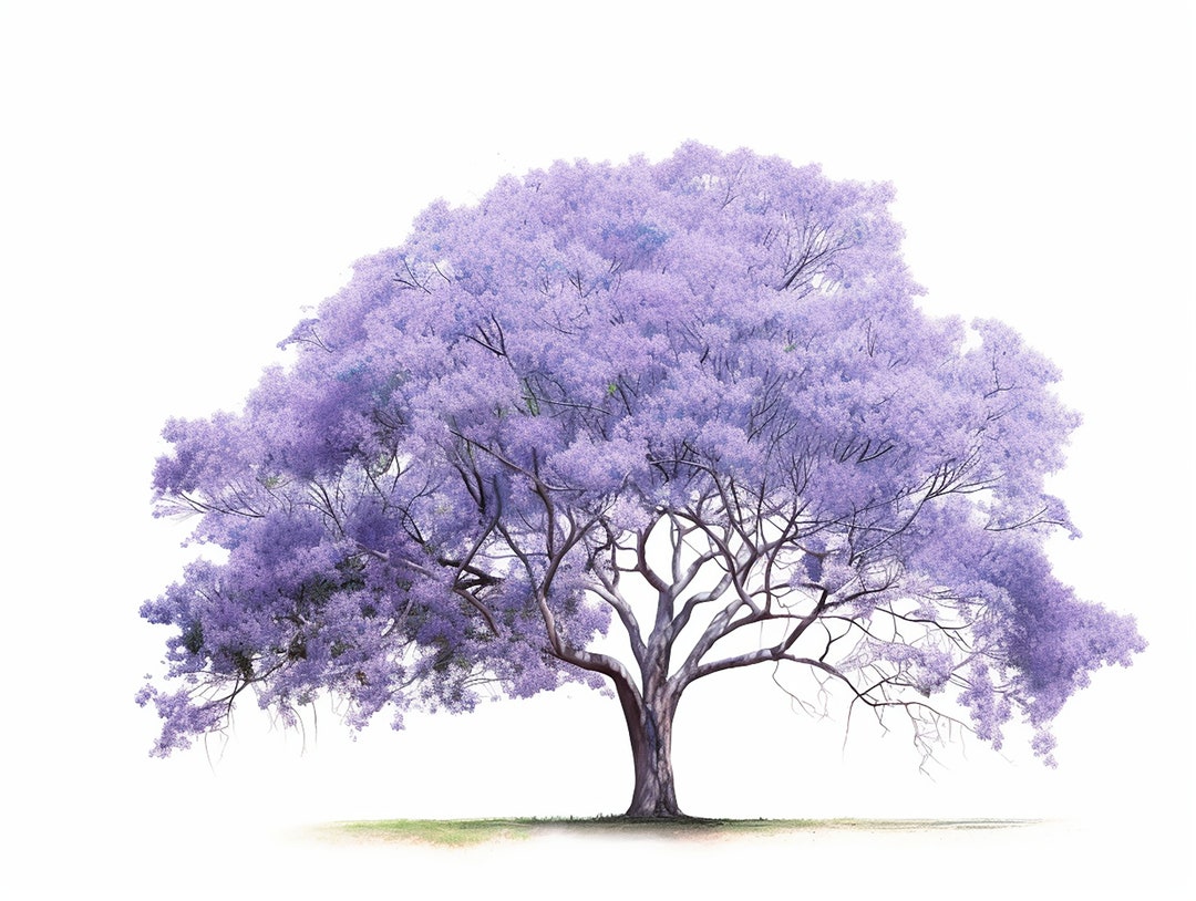 Jacaranda Tree Sketches Set of 5 Colorful Renditions, Highresolution