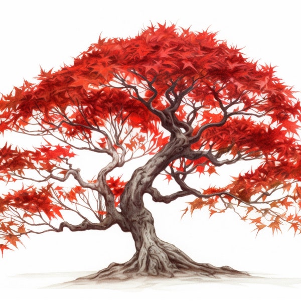 Japanese Maple Tree Colored Sketch Digital Art Drawing PNG, JPG, SVG 300dpi 4:3