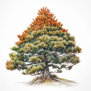 Monkey Puzzle Tree Colored Sketch Digital Art Drawing PNG, JPG, SVG 300dpi 4:3