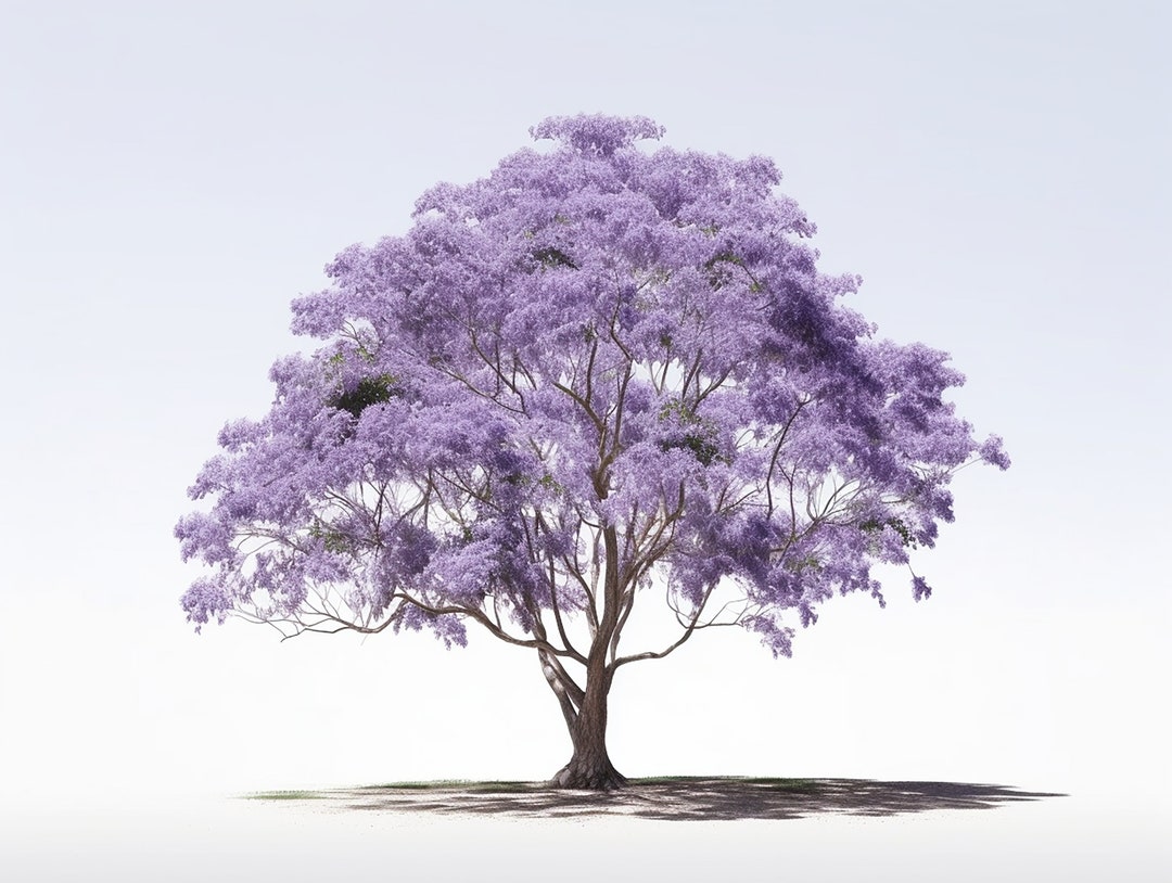 Jacaranda Tree Sketches Set of 5 Colorful Renditions, Highresolution
