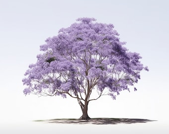 Jacaranda Tree Sketches - Set of 5 Colorful Renditions, High-Resolution Digital Prints Colored Sketch Digital Art Drawing PNG 300 dpi 4:3