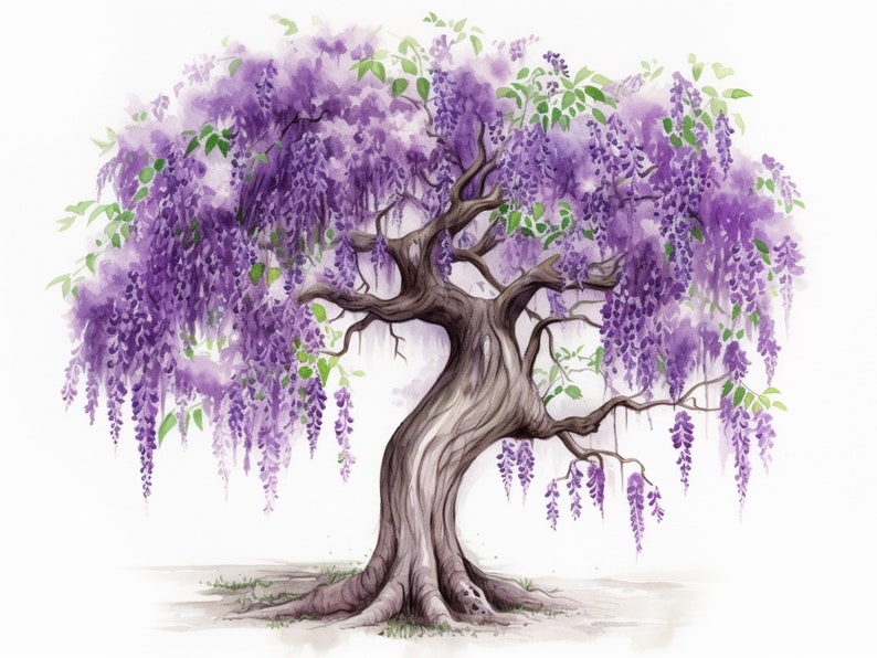 Wisteria Tree Colored Sketch Digital Art Drawing PNG, JPG, SVG 300dpi 4