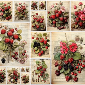 Puede incluir: Un collage vintage de ilustraciones botánicas con frambuesas rojas, moras y otras bayas sobre un fondo de páginas de libros antiguos.