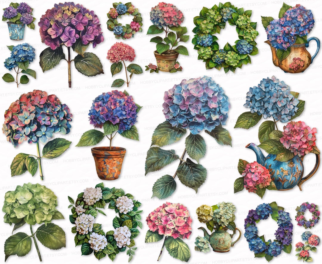 Hydrangea Clipart Bundle 25 PNG SVG Vintage Watercolor Clip Art Set ...