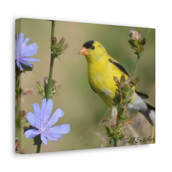 Yellow Finch Photography, Bird Photography, Todd Swisher, Nature Photography, Housewarming Gift, Nature Lover Gift, Nature Photography