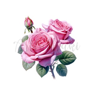 Rosa Moyesli Clipart- 11 High Quality PNGs- Red and Pink Rosa Moyesli- Digital Downloads- for crafters and creators