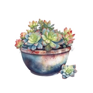 Watercolor Succulent Clipart Set: PNG Graphics (digital Download) - Etsy