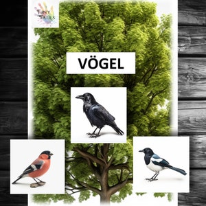 Vögel Tierkarten Flügel Fliegen Kinder Morgenkreis Projekt Spielen Erzieherin Spielidee Montessori Bilder Tiere Kindergarten Hort Natur