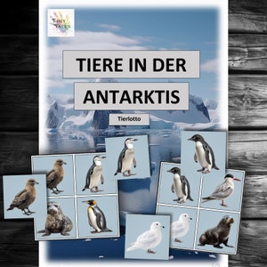 Tierlotto Antarktis Tiere Kindergarten Montessori Kinder Spielen Lernen Krippe Ideen Angebot Projekt Erzieherin Tierkarten Pinguin Robbe Wal