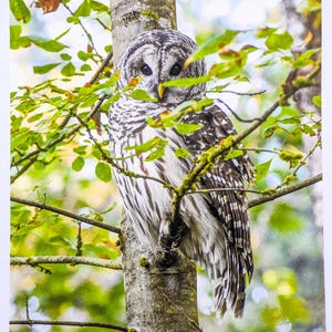 May include: A barred owl with brown and white feathers perches on a tree branch with green leaves. The owl's eyes are visible and it is looking directly at the camera.