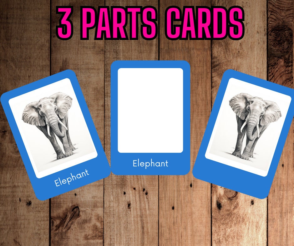 24 Safari Animals Flash Cards for Kids Educational Cards Etsy
