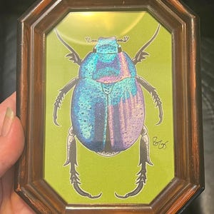 Hoplia Coerulea - Etsy