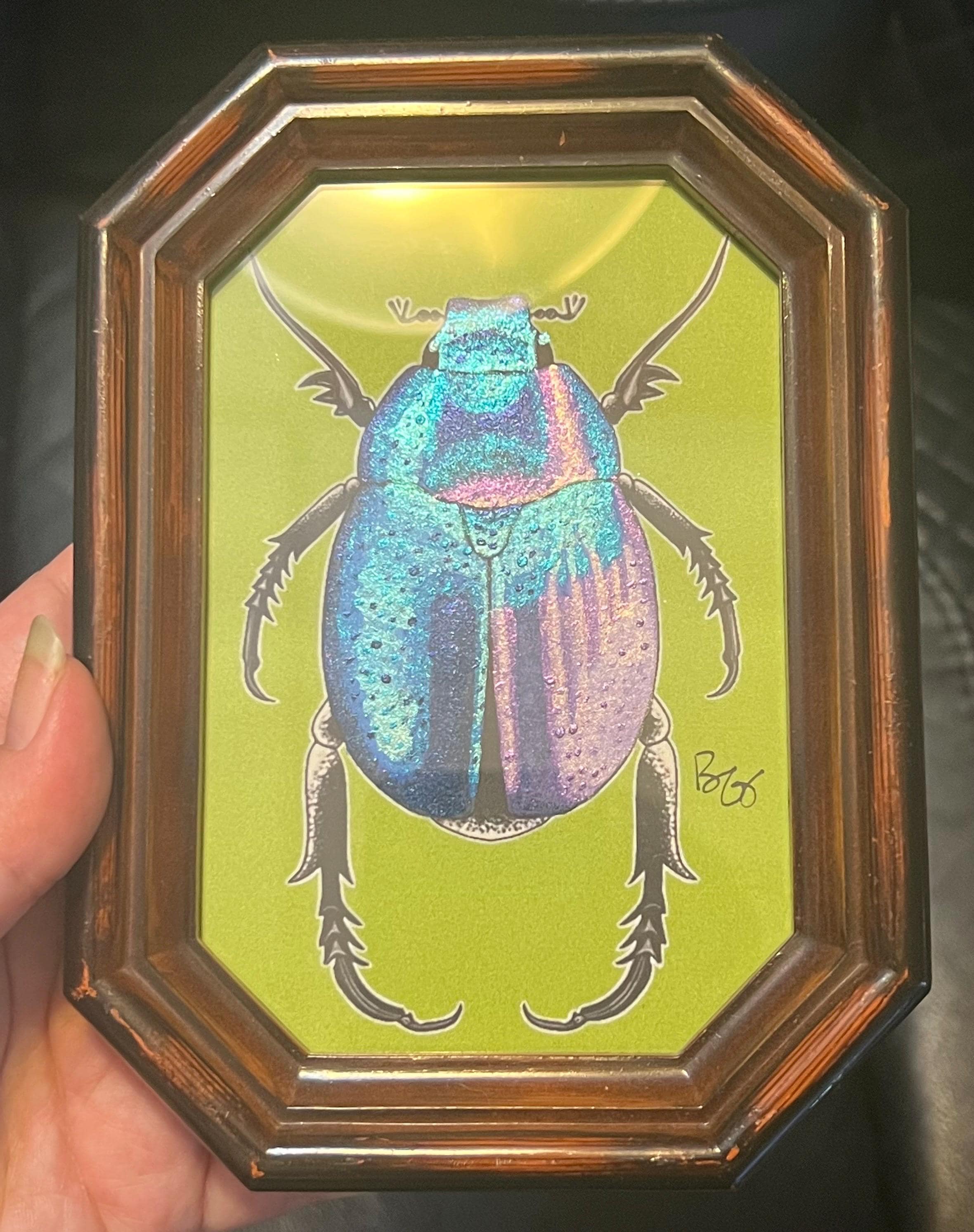 Hoplia Coerulea - Etsy