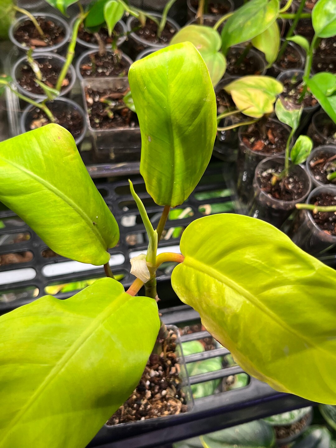 Philodendron Golden Goddess Etsy