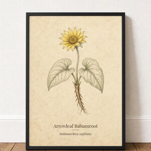 Op de afbeelding: Een ingelijste botanische print met een gele Arrowleaf Balsamroot-bloem met groene bladeren en een wortelstelsel op een beige, getextureerde achtergrond. De tekst Arrowleaf Balsamroot en Balsamorhiza sagittata staat onderaan.