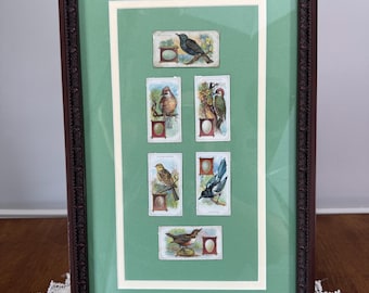 Chocolat de Villars trading cards “British birds and their eggs” 1926 confectionary cards. custom framed and matted.