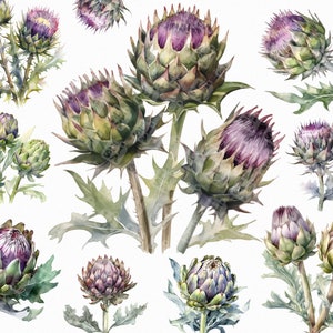 14 Watercolor artichoke png - blooming artichoke clipart with transparent background for commercial use