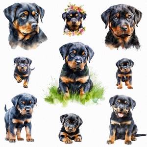 Watercolor rottweiler puppy png - rottweiler clip art, realistic dog, puppy clipart - digital download