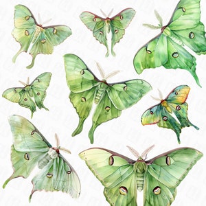 26 Luna Moth png Clipart - digitale Motten Illustrationen mit transparentem Hintergrund