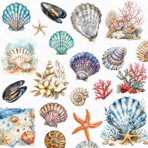 128 Imágenes prediseñadas de conchas marinas, paquete png de conchas marinas náuticas, imágenes prediseñadas del océano, imágenes prediseñadas del mar - diseños de conchas marinas con fondo transparente