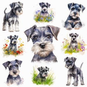 Aquarelle miniature schnauzer chiot png - fleurs chiot png, schnauzer clipart, aquarelle schnauzer, schnauzer clipart, aquarelle chiot