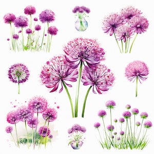 Aquarell allium png - allium Clipart, florale Clipart, Frühlingsblumen, lila Blumen, lila Blumen, Blumen Clipart